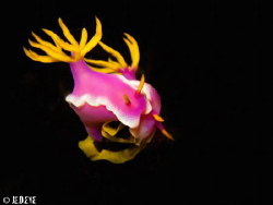 Pink Candies - Hypselodoris Bullockii by Jeremy Delemotte 